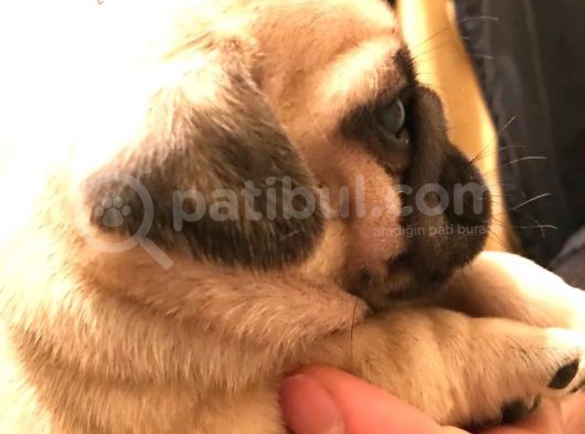 Safkan Exotic Mops Yavrular görsel