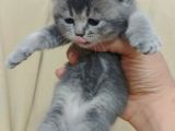 British Shorthair Dişi