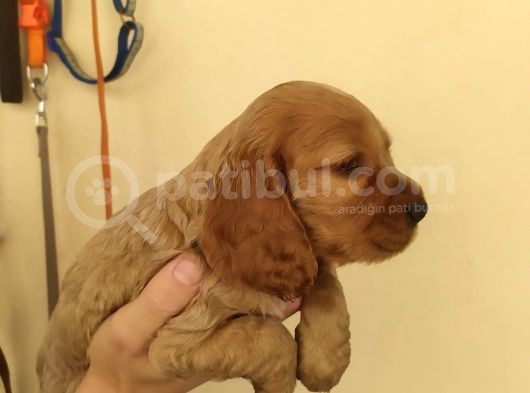 Di̇şi̇ Cocker Yavrular görsel