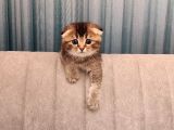 Golden Tabby