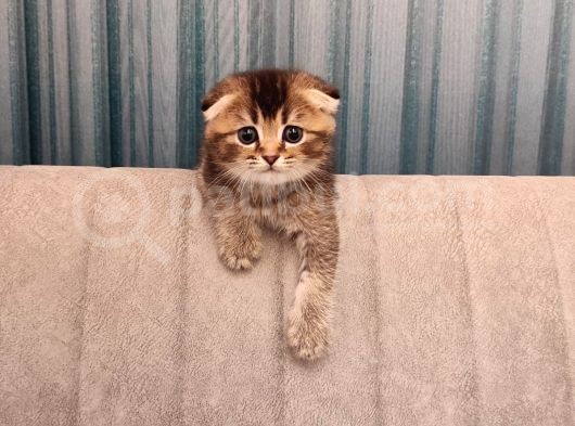 Golden Tabby görsel