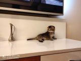 Golden Tabby