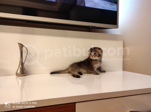 Golden Tabby
