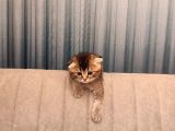 Golden Tabby