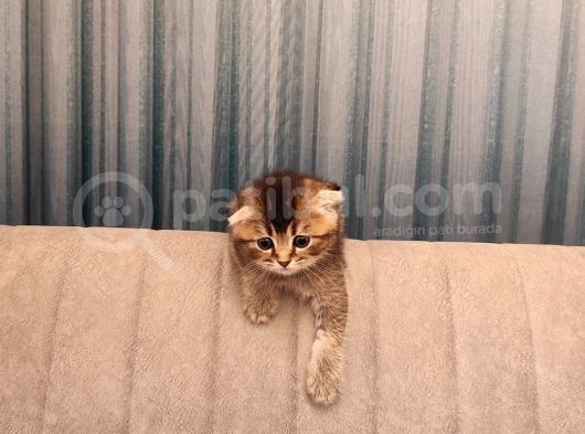 Golden Tabby görsel