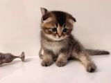 Golden Tabby