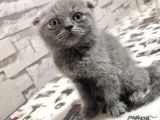 Scottish Fold Dişi Yavru