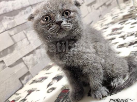 Scottish Fold Dişi Yavru görsel
