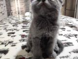 Scottish Fold Dişi Yavru