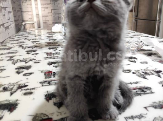 Scottish Fold Dişi Yavru görsel