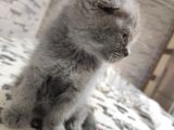 Scottish Fold Dişi Yavru