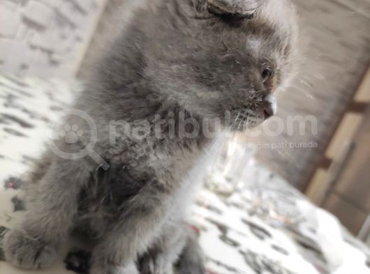 Scottish Fold Dişi Yavru görsel