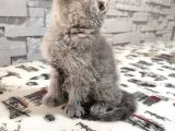 Scottish Fold Dişi Yavru