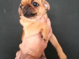 Safkan Exotic Mops Yavrular