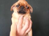 Safkan Exotic Mops Yavrular
