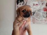 Safkan Exotic Mops Yavrular