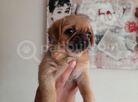 Safkan Exotic Mops Yavrular görsel