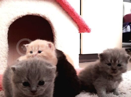 1.5 Aylık Dişi Yavru Teslime Hazır görsel