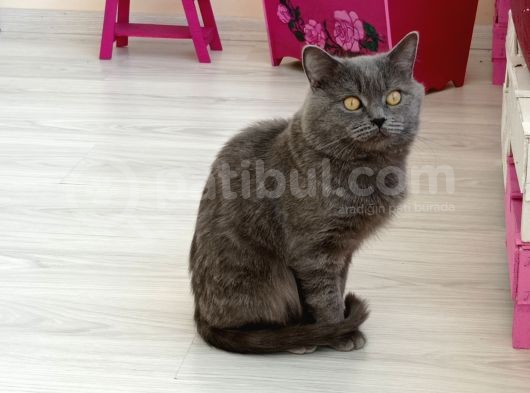 Yeni Yuvamızı Arıyoruz