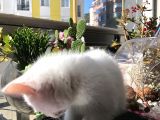 Parazitleri Yapılmış Karneli