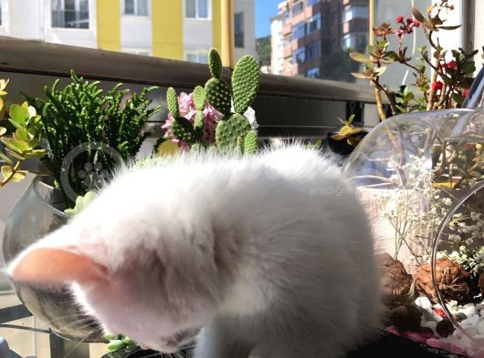 Parazitleri Yapılmış Karneli görsel