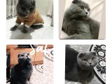 Sıfır Kulak Safkan Scottish Fold