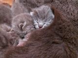 Anne Altında British Shorthair Ve Scottish Fold Yavrular