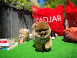 Yavru Pati̇lerden 3 Aylık Açılır Renk Di̇şi̇ Pomerani̇an Yavrusu