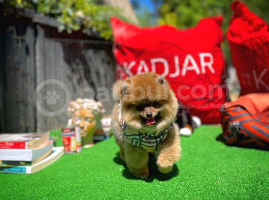 Yavru Pati̇lerden 3 Aylık Açılır Renk Di̇şi̇ Pomerani̇an Yavrusu