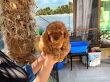 Si̇pari̇ş Üzeri̇ne Geti̇rilecek A Plus Safkan Erkek Ve Di̇şi̇ Red Toy Poodle Yavruları