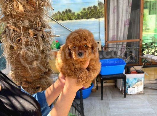 Si̇pari̇ş Üzeri̇ne Geti̇rilecek A Plus Safkan Erkek Ve Di̇şi̇ Red Toy Poodle Yavruları