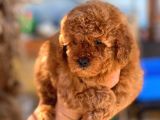 Si̇pari̇ş Üzeri̇ne Geti̇rilecek A Plus Safkan Erkek Ve Di̇şi̇ Red Toy Poodle Yavruları