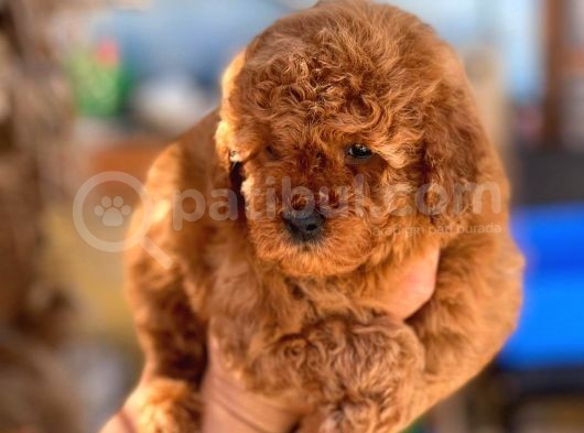 Si̇pari̇ş Üzeri̇ne Geti̇rilecek A Plus Safkan Erkek Ve Di̇şi̇ Red Toy Poodle Yavruları görsel
