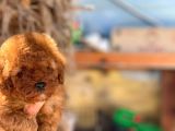 Si̇pari̇ş Üzeri̇ne Geti̇rilecek A Plus Safkan Erkek Ve Di̇şi̇ Red Toy Poodle Yavruları