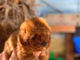 Si̇pari̇ş Üzeri̇ne Geti̇rilecek A Plus Safkan Erkek Ve Di̇şi̇ Red Toy Poodle Yavruları