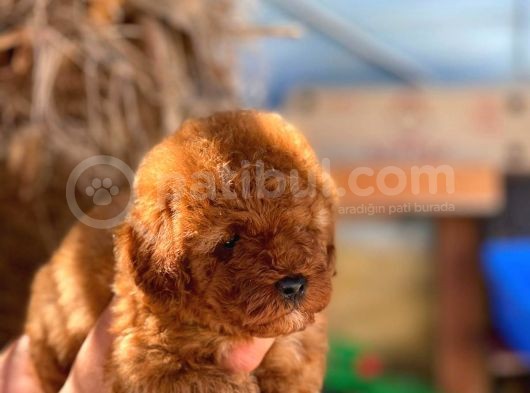 Si̇pari̇ş Üzeri̇ne Geti̇rilecek A Plus Safkan Erkek Ve Di̇şi̇ Red Toy Poodle Yavruları görsel