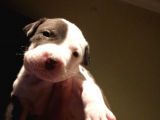 Pitbull Amerikan Staffordshire Terrier