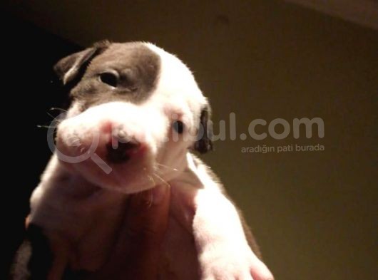 Pitbull Amerikan Staffordshire Terrier görsel