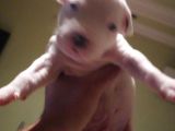 Pitbull Amerikan Staffordshire Terrier