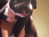 Pitbull Amerikan Staffordshire Terrier