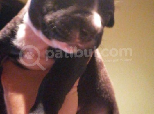 Pitbull Amerikan Staffordshire Terrier görsel