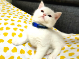 Scottish Fold (Sıfır Kulak-Ayıcık Surat) Ve Scottish Straight Yavru Kediler