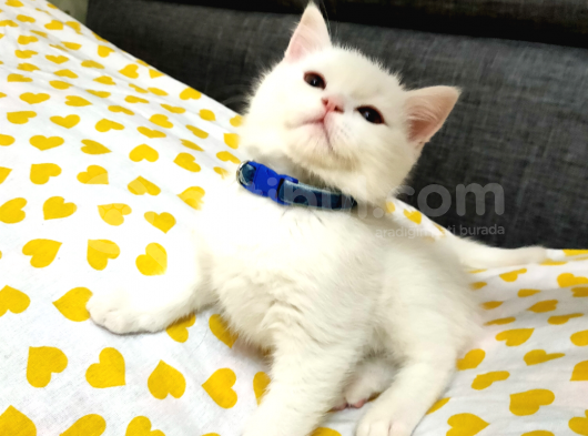 Scottish Fold (Sıfır Kulak-Ayıcık Surat) Ve Scottish Straight Yavru Kediler görsel