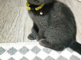 Scottish Fold (Sıfır Kulak-Ayıcık Surat) Ve Scottish Straight Yavru Kediler