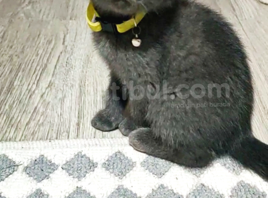 Scottish Fold (Sıfır Kulak-Ayıcık Surat) Ve Scottish Straight Yavru Kediler görsel