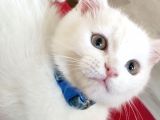 Scottish Fold (Sıfır Kulak-Ayıcık Surat) Ve Scottish Straight Yavru Kediler