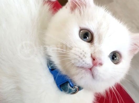 Scottish Fold (Sıfır Kulak-Ayıcık Surat) Ve Scottish Straight Yavru Kediler