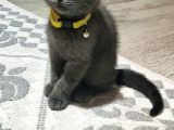 Scottish Fold (Sıfır Kulak-Ayıcık Surat) Ve Scottish Straight Yavru Kediler