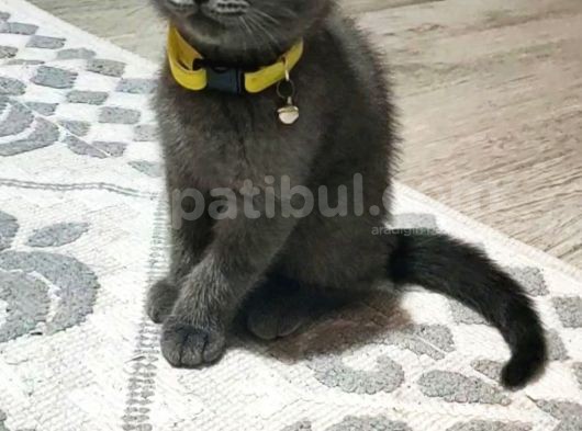 Scottish Fold (Sıfır Kulak-Ayıcık Surat) Ve Scottish Straight Yavru Kediler görsel