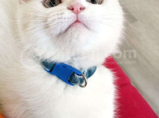Scottish Fold (Sıfır Kulak-Ayıcık Surat) Ve Scottish Straight Yavru Kediler görsel